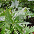 Blätterfoto Aconitum variegatum subsp. paniculatum