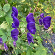 Bl&uuml;tenfoto Aconitum variegatum subsp. valesiacum