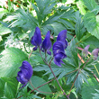 Portraitfoto Aconitum variegatum subsp. valesiacum