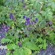Habitusfoto Aconitum variegatum subsp. valesiacum