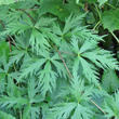 Bl&auml;tterfoto Aconitum variegatum subsp. valesiacum
