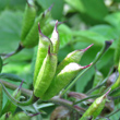 Fruchtfoto Aconitum variegatum subsp. valesiacum