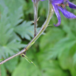 Foto von Besonderheit Aconitum variegatum subsp. valesiacum