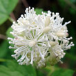 Portraitfoto Actaea spicata