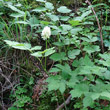 Habitusfoto Actaea spicata