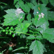 Foto von Besonderheit Actaea spicata