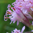 Blütenfoto Adenostyles alpina