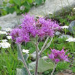 Portraitfoto Adenostyles leucophylla