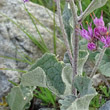 Stängel-/Stammfoto Adenostyles leucophylla