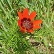 Blütenfoto Adonis aestivalis