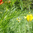 Blätterfoto Adonis aestivalis