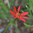 Portraitfoto Adonis flammea