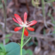 Foto Kelch Adonis flammea