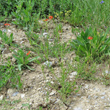 Habitusfoto Adonis flammea