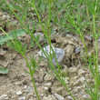 Blätterfoto Adonis flammea