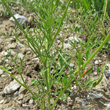 Stängel-/Stammfoto Adonis flammea