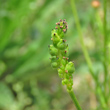 Fruchtfoto Adonis flammea