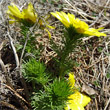 Stängel-/Stammfoto Adonis vernalis