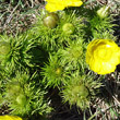 Blätterfoto Adonis vernalis