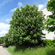 Habitusfoto Aesculus hippocastanum