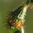 Fruchtfoto Agrimonia eupatoria