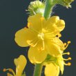 Portraitfoto Agrimonia eupatoria