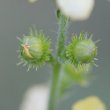 Foto Kelch Agrimonia eupatoria