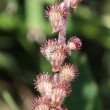 Fruchtfoto Agrimonia eupatoria