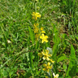 Blütenfoto Agrimonia eupatoria