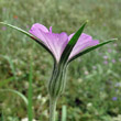 Blütenfoto Agrostemma githago