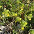 Foto von Besonderheit Ajuga chamaepitys