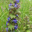 Portraitfoto Ajuga genevensis