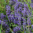 Habitusfoto Ajuga genevensis