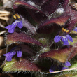 Blütenfoto Ajuga pyramidalis