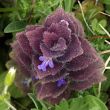 Portraitfoto Ajuga pyramidalis