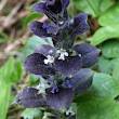 Foto von Besonderheit Ajuga pyramidalis