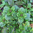 Foto der Jungpflanze Ajuga reptans