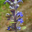 Portraitfoto Ajuga reptans