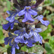 Blütenfoto Ajuga reptans