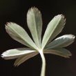 Foto von Besonderheit Alchemilla alpina aggr.