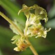 Portraitfoto Alchemilla alpina aggr.