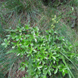 Habitusfoto Alchemilla alpina aggr.