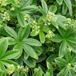 Portraitfoto Alchemilla conjuncta aggr.