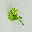 Blütenfoto Alchemilla glabra aggr.