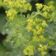 Portraitfoto Alchemilla monticola