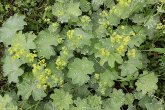 Blütenfoto Alchemilla monticola