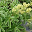 Portraitfoto Alchemilla nitida