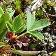 Blätterfoto Alchemilla pentaphyllea