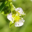 Portraitfoto Alisma plantago-aquatica