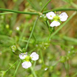 Blütenfoto Alisma plantago-aquatica